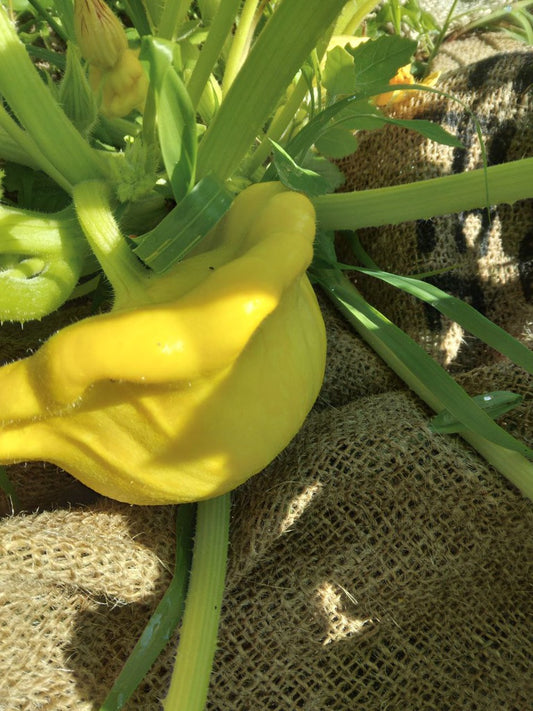 Peppers and Cauliflower