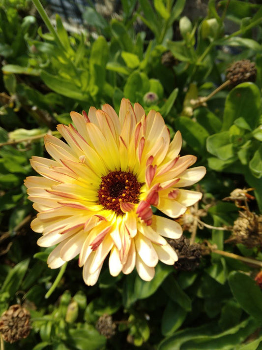 What is Calendula?