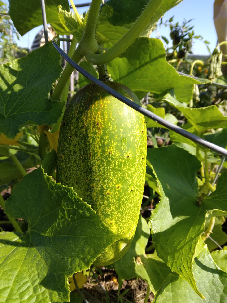 Blueberries and Cucumbers!